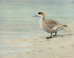 Marbled Duck [1922–26] by Louis Agassiz Fuertes [1874–1927]